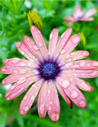 flower-in-the-rain