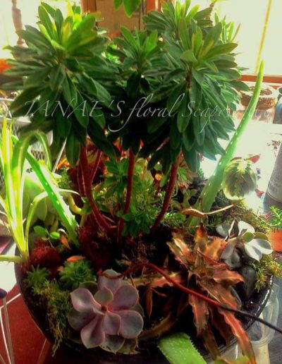 winter-indoor-garden